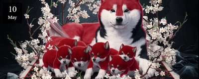 La stérilisation : une décision à prendre en connaissance de cause.