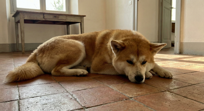 comprendre-akita-inu