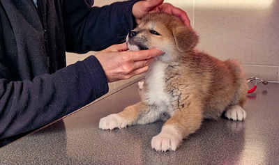 Tests réussis pour la portée de Ranga !