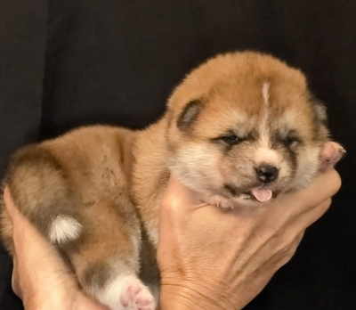 Chiots Akita Inu Roux nés le 6 avril 2026