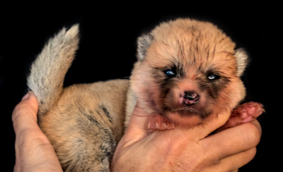 Chiots Akita Inu par Shina Imperial Sun