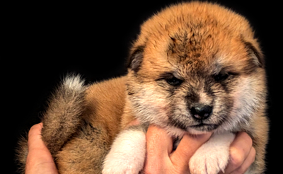 Chiots Akita Inu d'Akahiko à 4 semaines