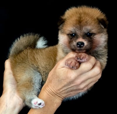 Chiots Akita Inu par Shina: Déjà quatre semaines