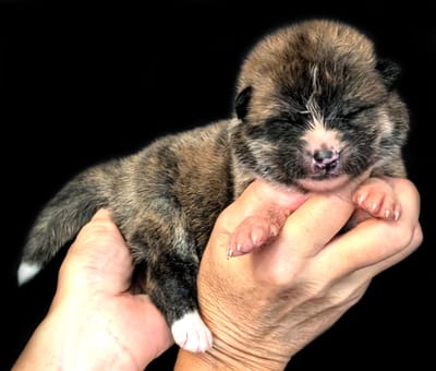 Chiots Akita Inu par Orihime Imperial Sun