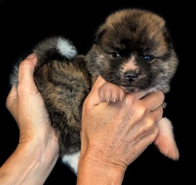 Chiots Akita Inu bringé-roux : 2 séances photo