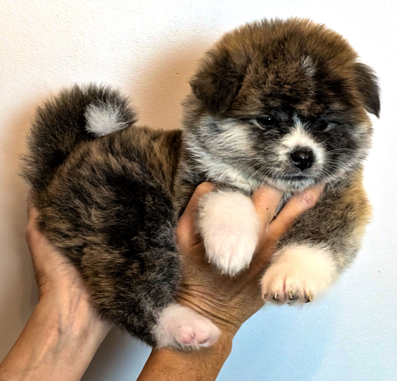 Une femelle est à nouveau disponible