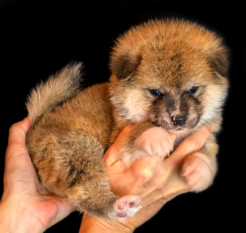 Mâle roux disponible