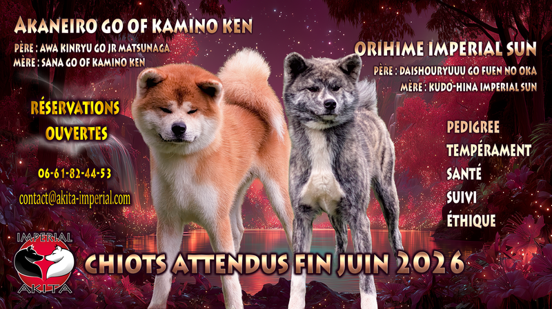 Portée de chiots Akita Inu bringé