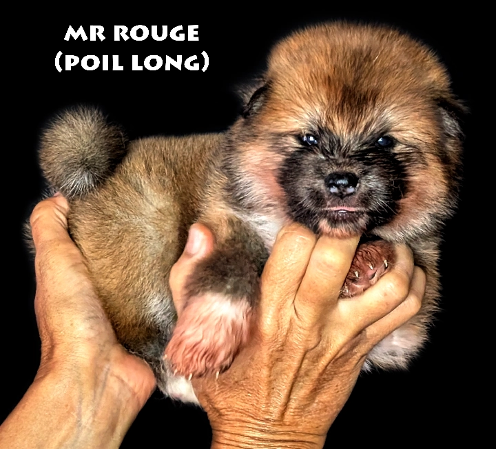 Chiot Akita Inu roux mâle par Kanako Imperial Sun - Akita Imperial
