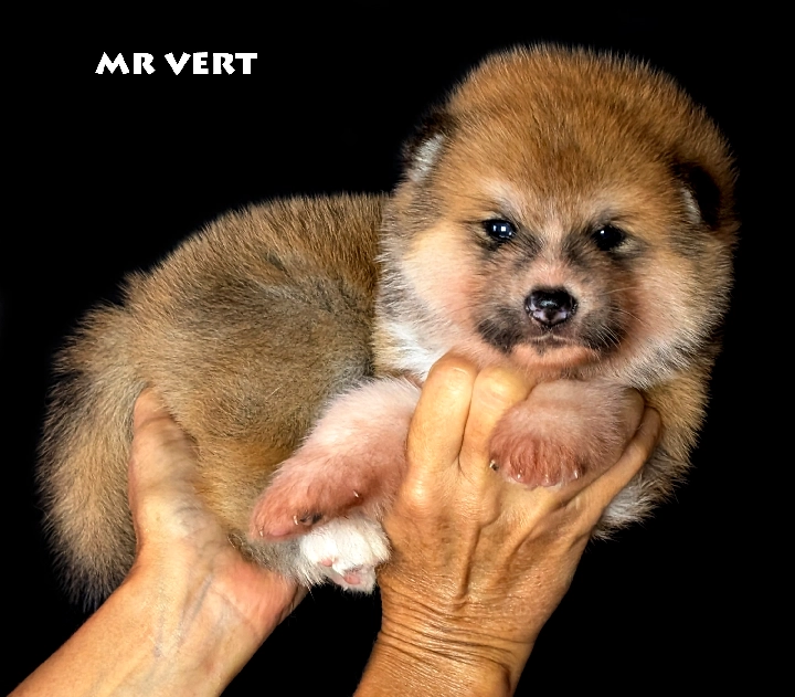 Chiot Akita Inu roux mâle par Kanako Imperial Sun - Akita Imperial