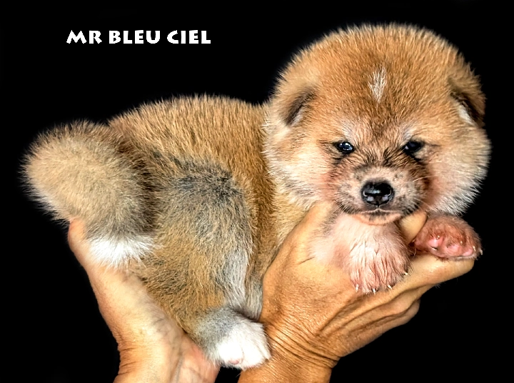 Chiot Akita Inu roux mâle par Kanako Imperial Sun - Akita Imperial