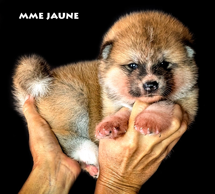 Chiot Akita Inu femelle rousse par Kanako Imperial Sun - www.akita-imperial.com