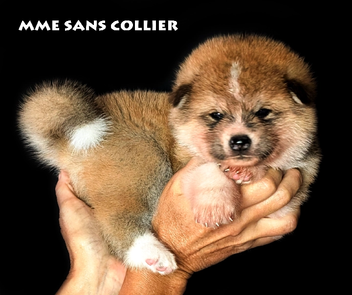 Chiot Akita Inu femelle rousse disponible par Kanako Imperial Sun - www.akita-imperial.com