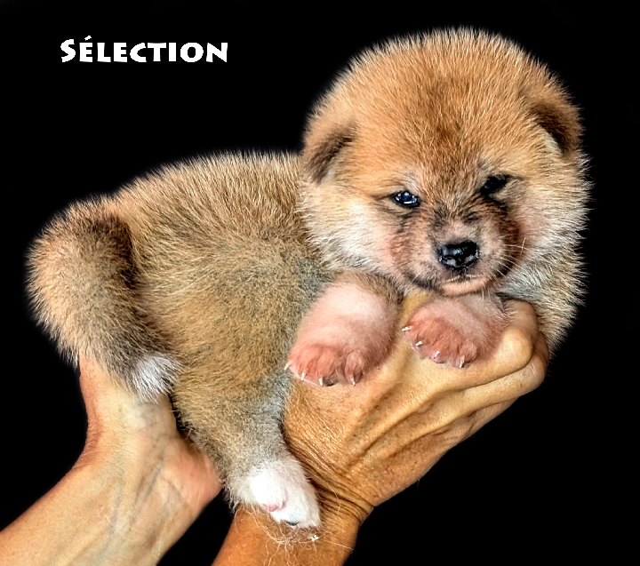 Chiot Akita Inu femelle rousse par Kanako Imperial Sun - www.akita-imperial.com