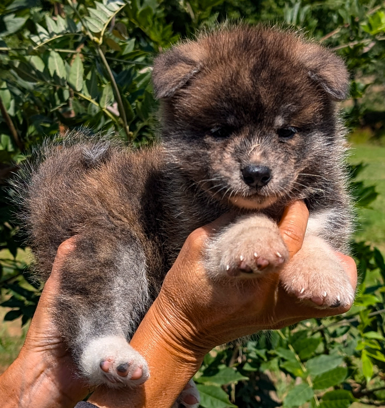 chiot akita inu bringé mâle élevage akita imperial