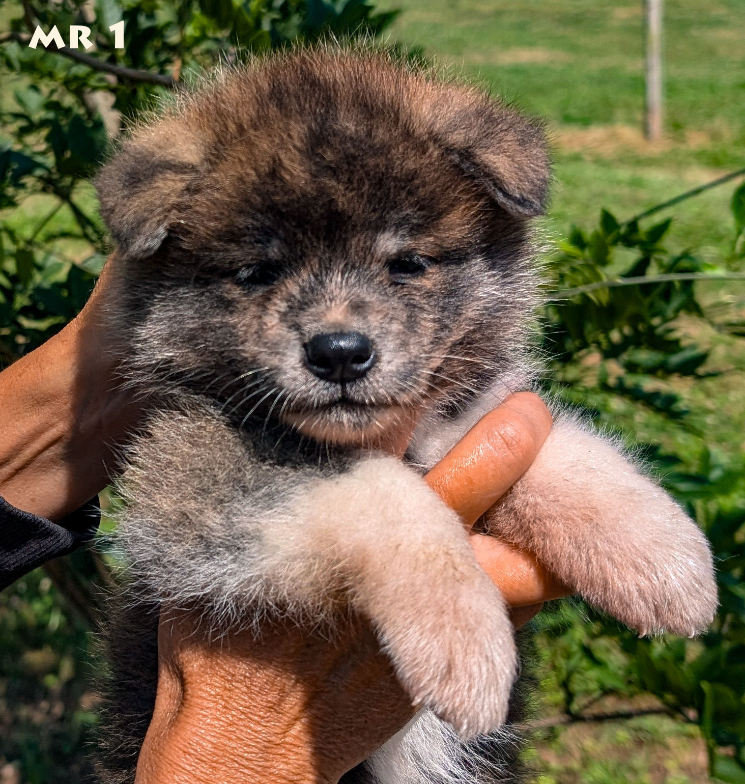 chiot akita inu bringé mâle élevage akita imperial-www.akita-imperial.com