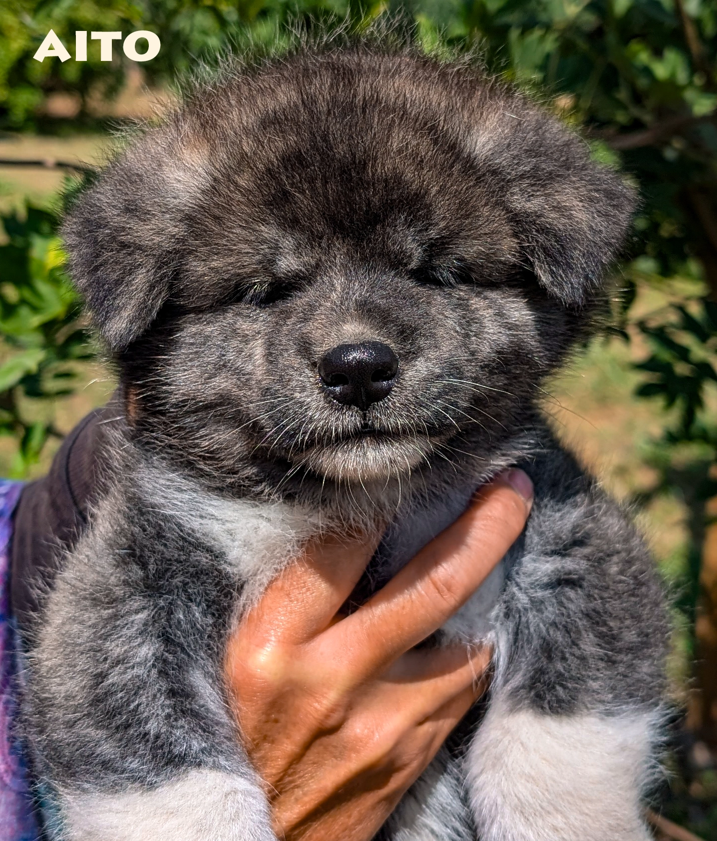 chiot akita inu bringé mâle élevage akita imperial-www.akita-imperial.com
