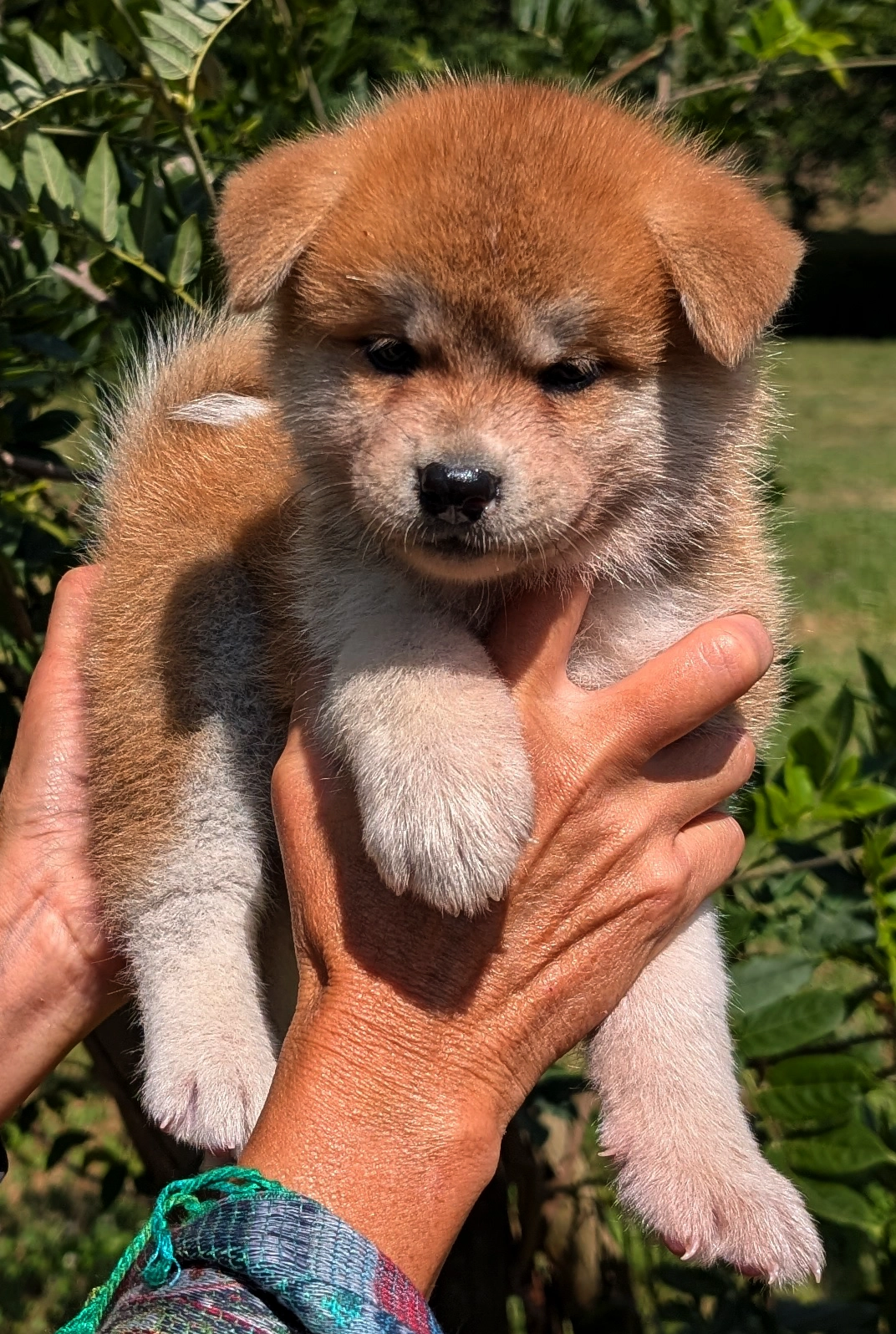 chiot akita inu femelle rousse élevage akita imperial-www.akita-imperial.com