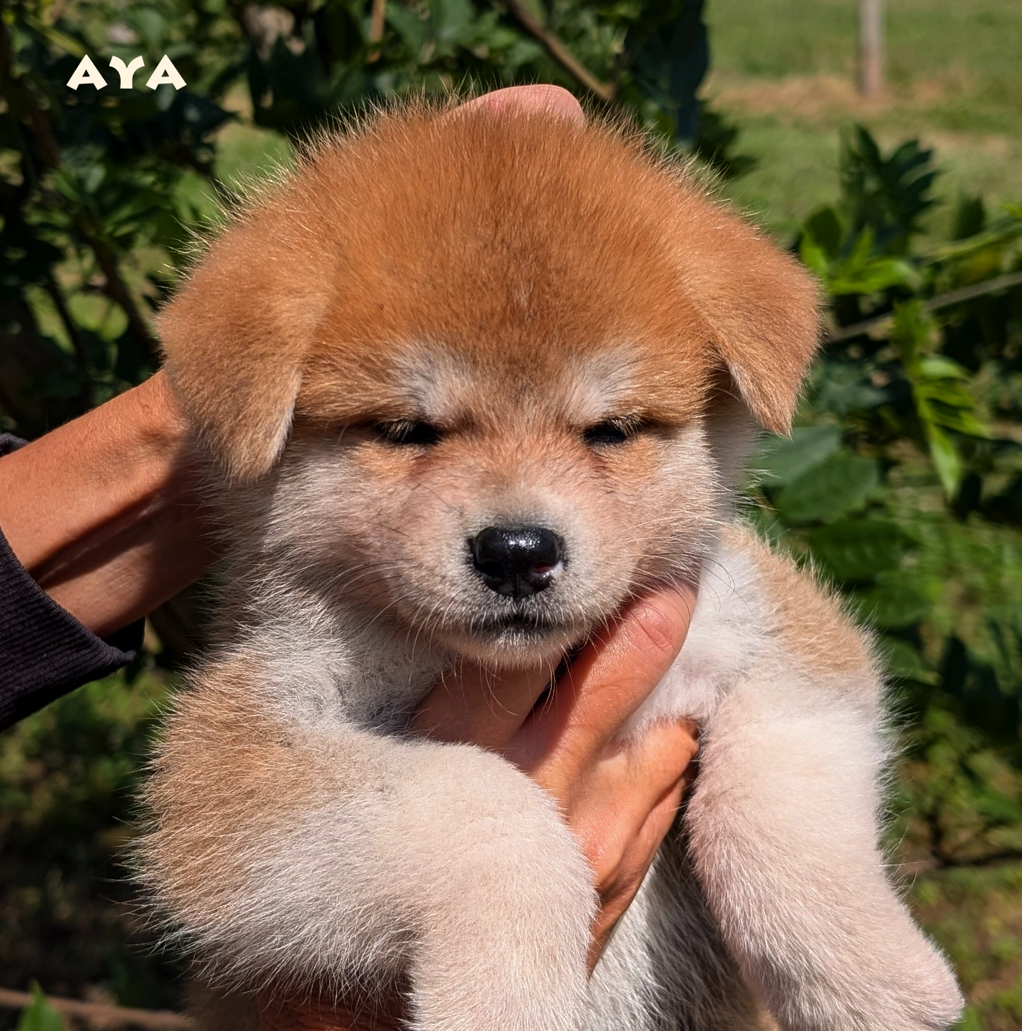 chiot akita inu bringé mâle élevage akita imperial-www.akita-imperial.com