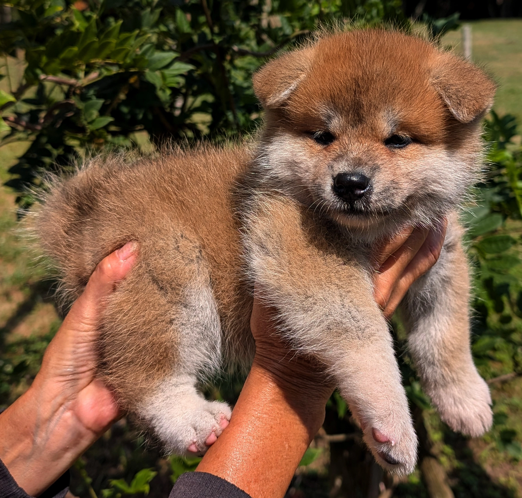 chiot akita inu femelle rousse élevage akita imperial-www.akita-imperial.com
