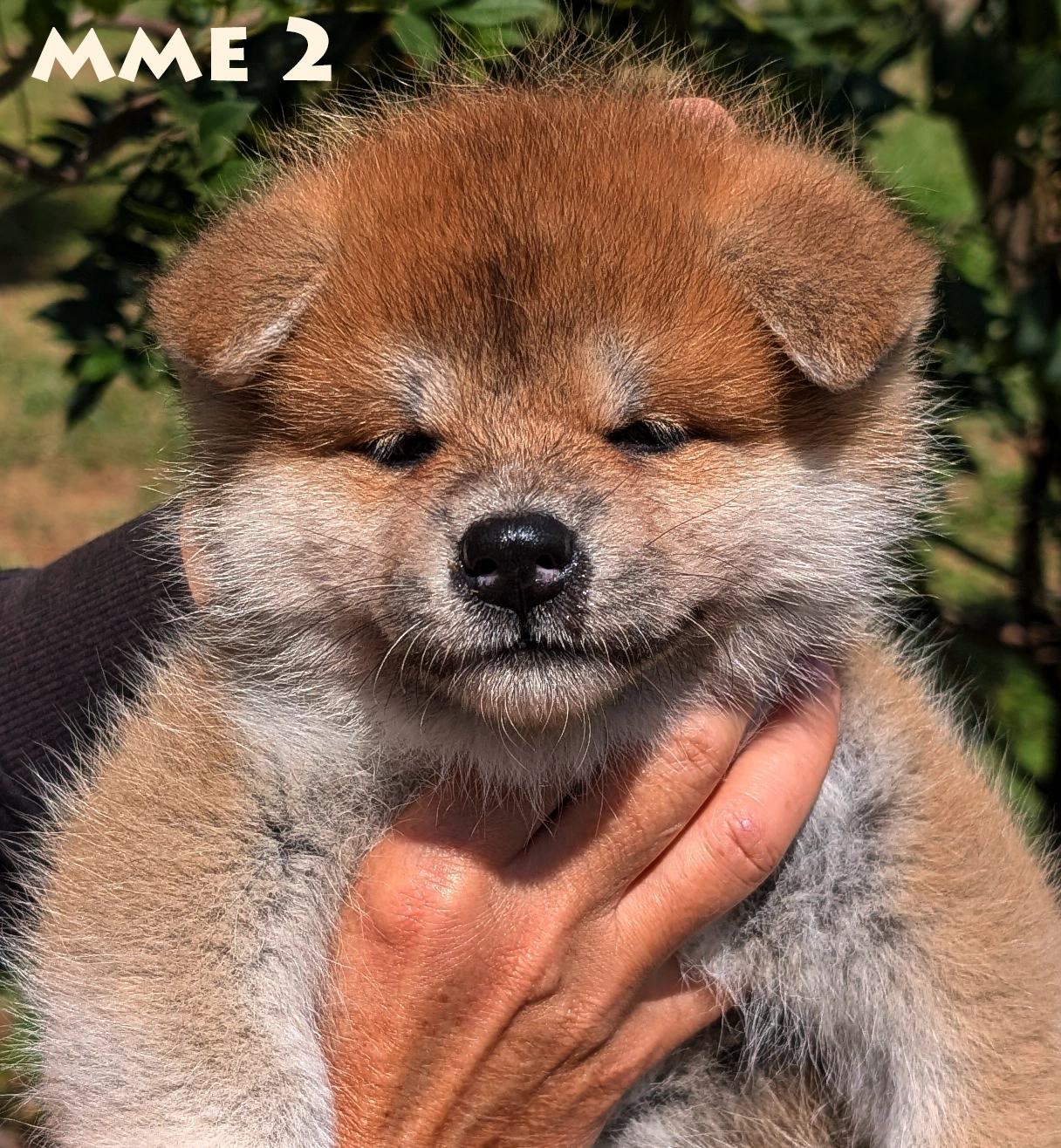 chiot akita inu femelle rousse élevage akita imperial-www.akita-imperial.com