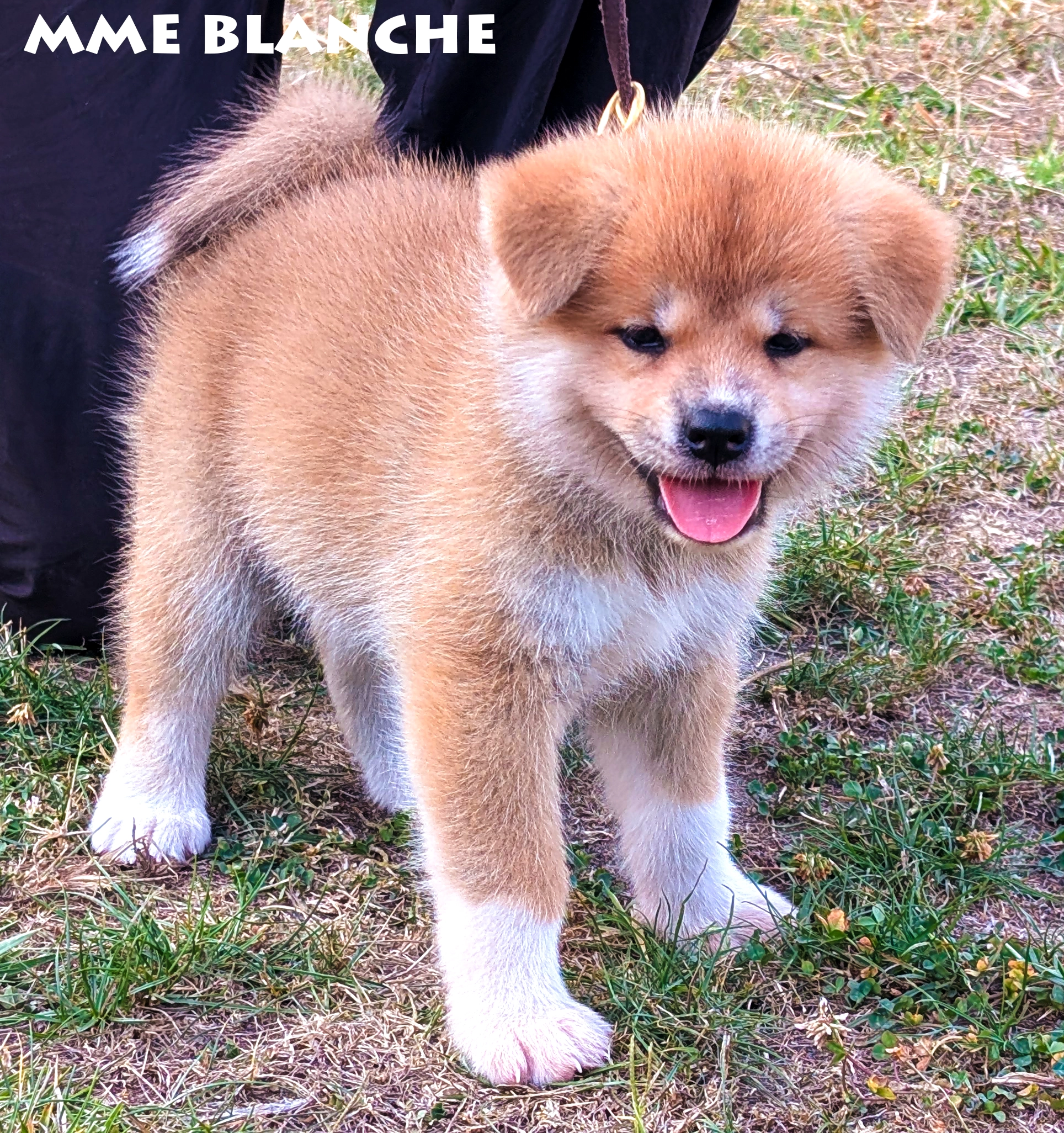 Chiot akita inu roux par Kanako Imperial sun - Akita Imperial