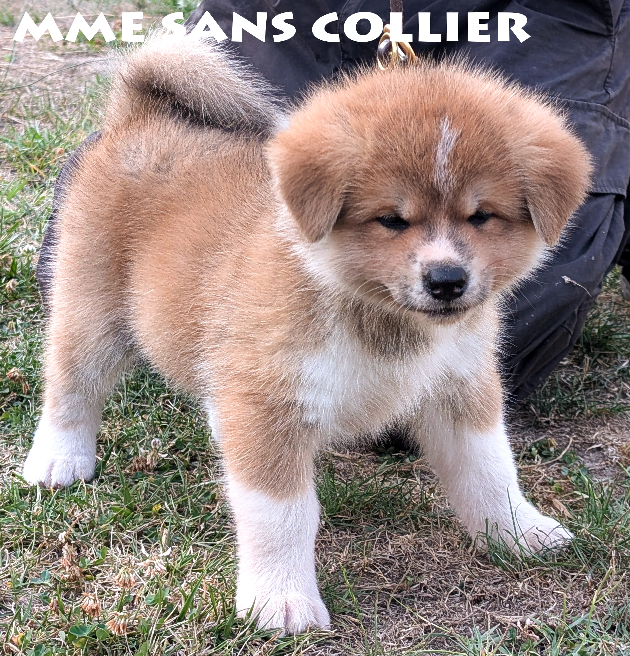 Chiot akita inu roux par Kanako Imperial Sun - Akita Imperial