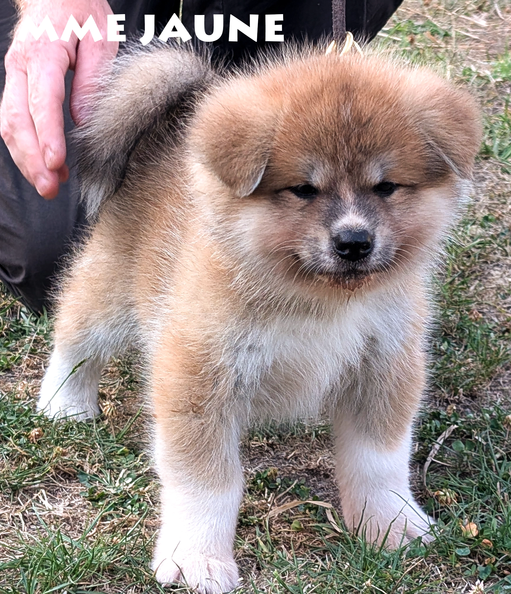 Chiot akita inu roux par Kanako Imperial Sun - akita imperial