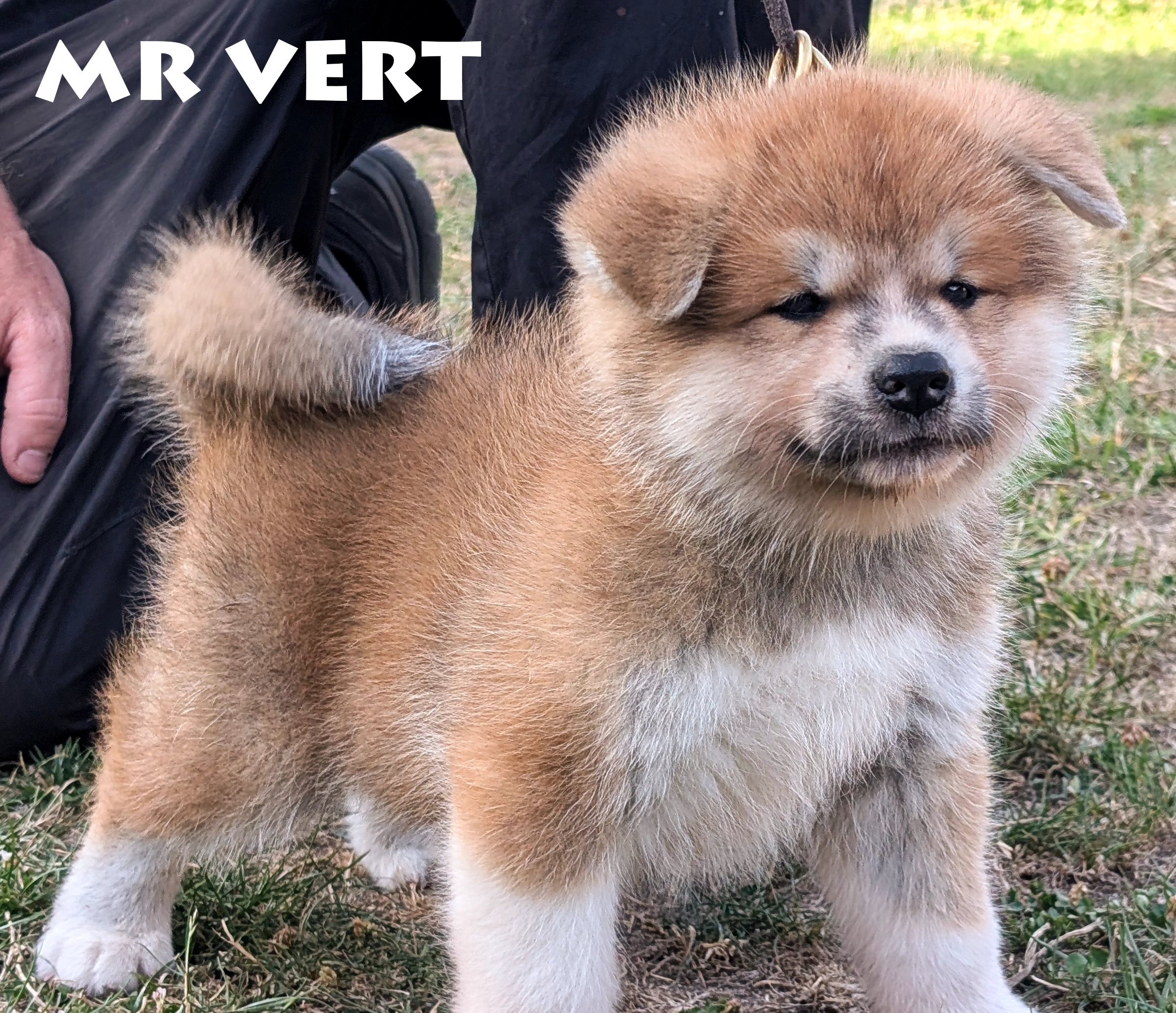 Chiot akita inu roux par Kanako Imperial Sun - Akita Imperial
