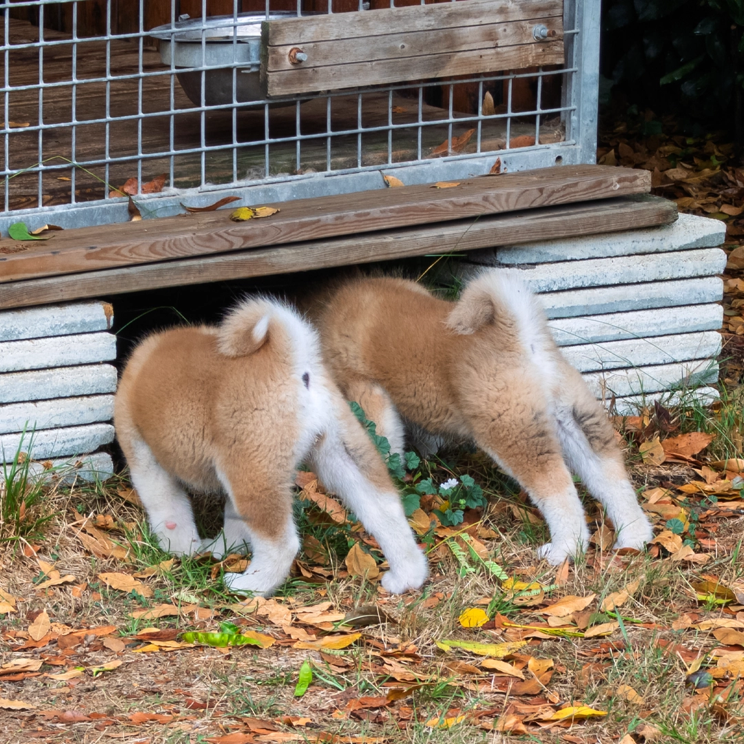Chiots akita inu roux - akita imperial