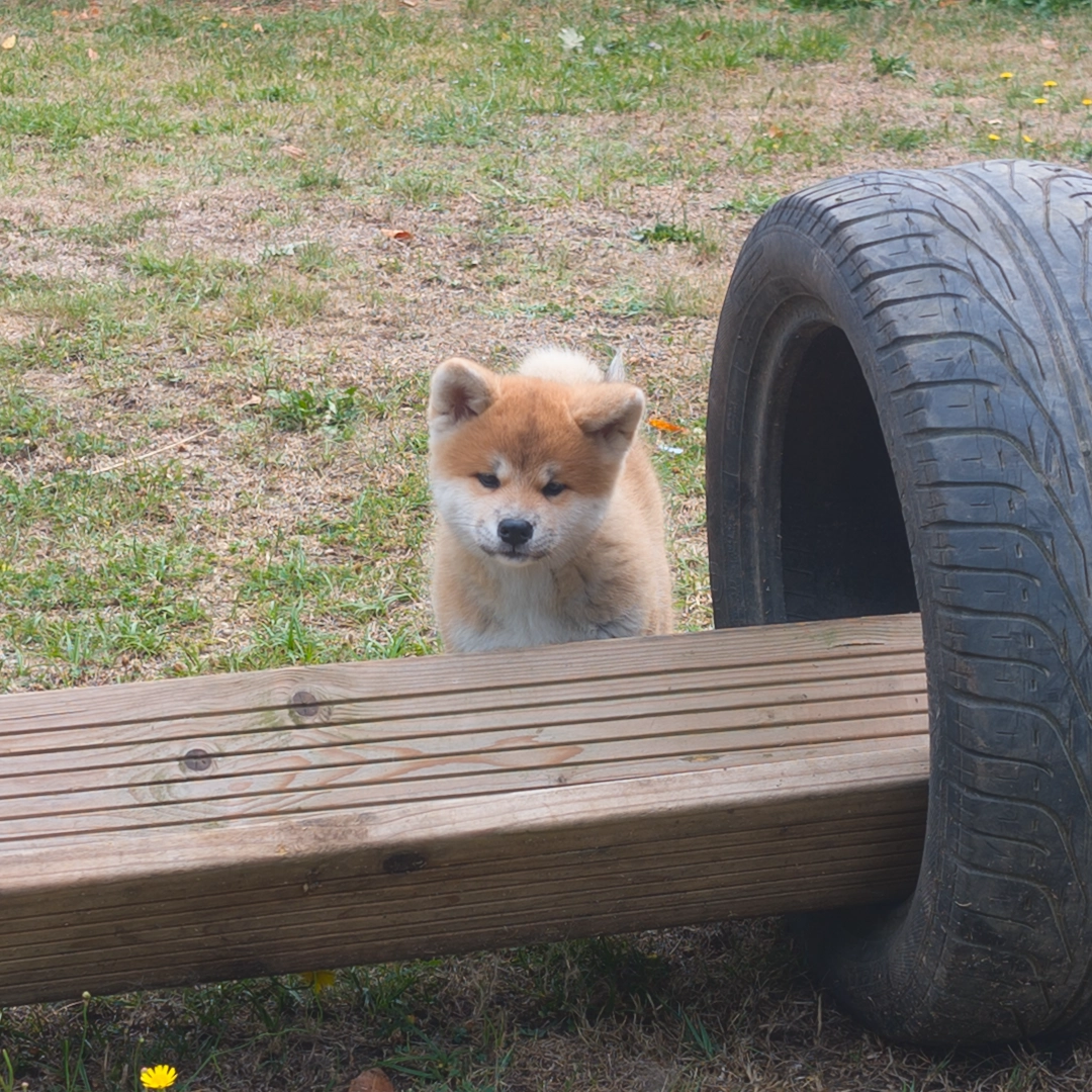 Chiot akita inu roux - akita imperial