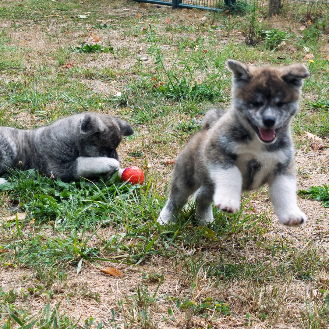 Chiots akita inu bringés bleu et roux - akita imperial