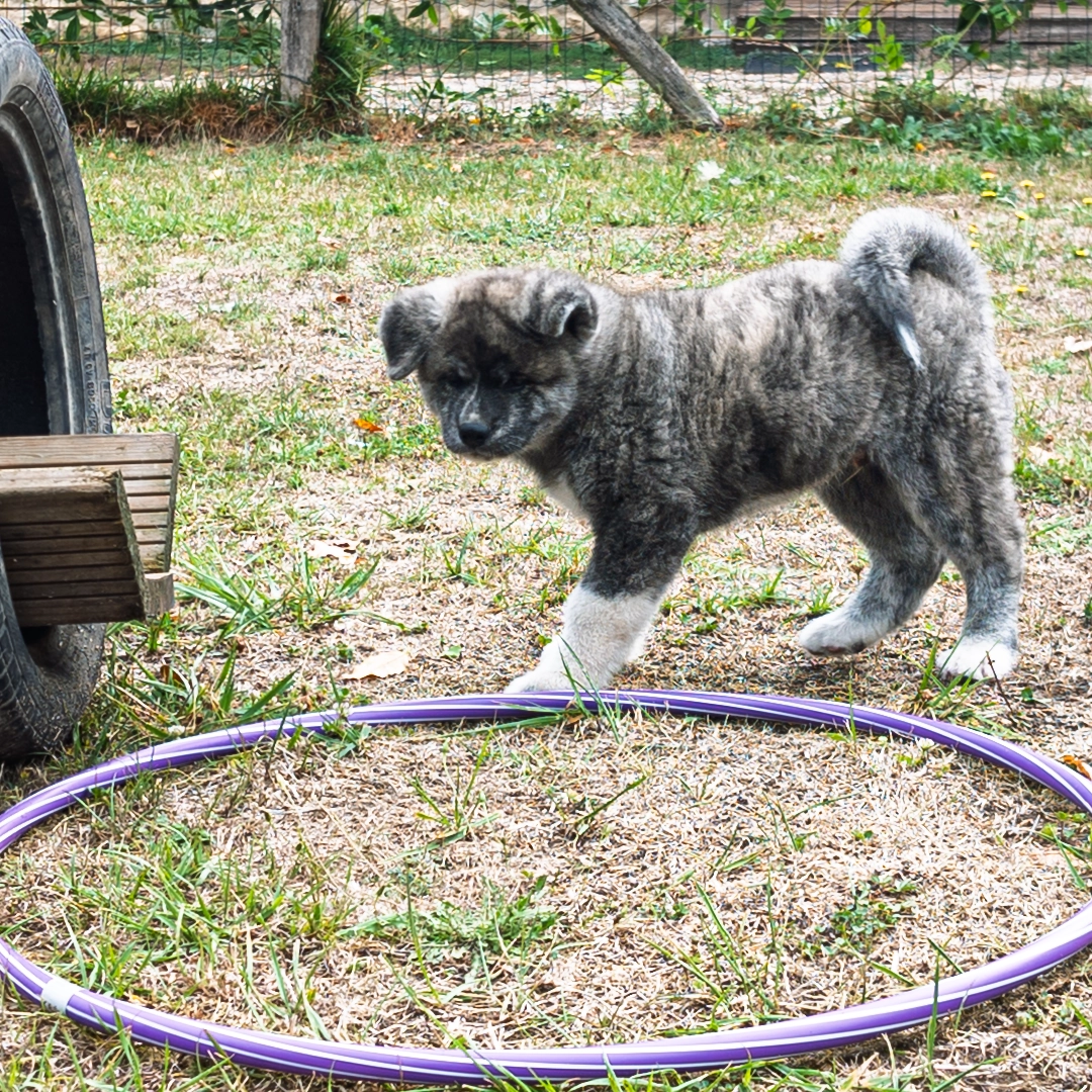 Chiot akita inu bringé bleu