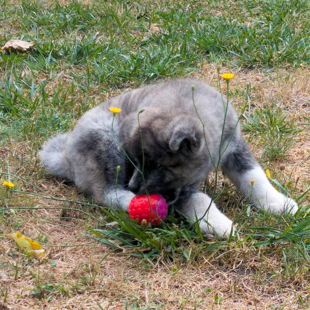 Chiot akita inu bringé bleu et sa balle - akita imperial