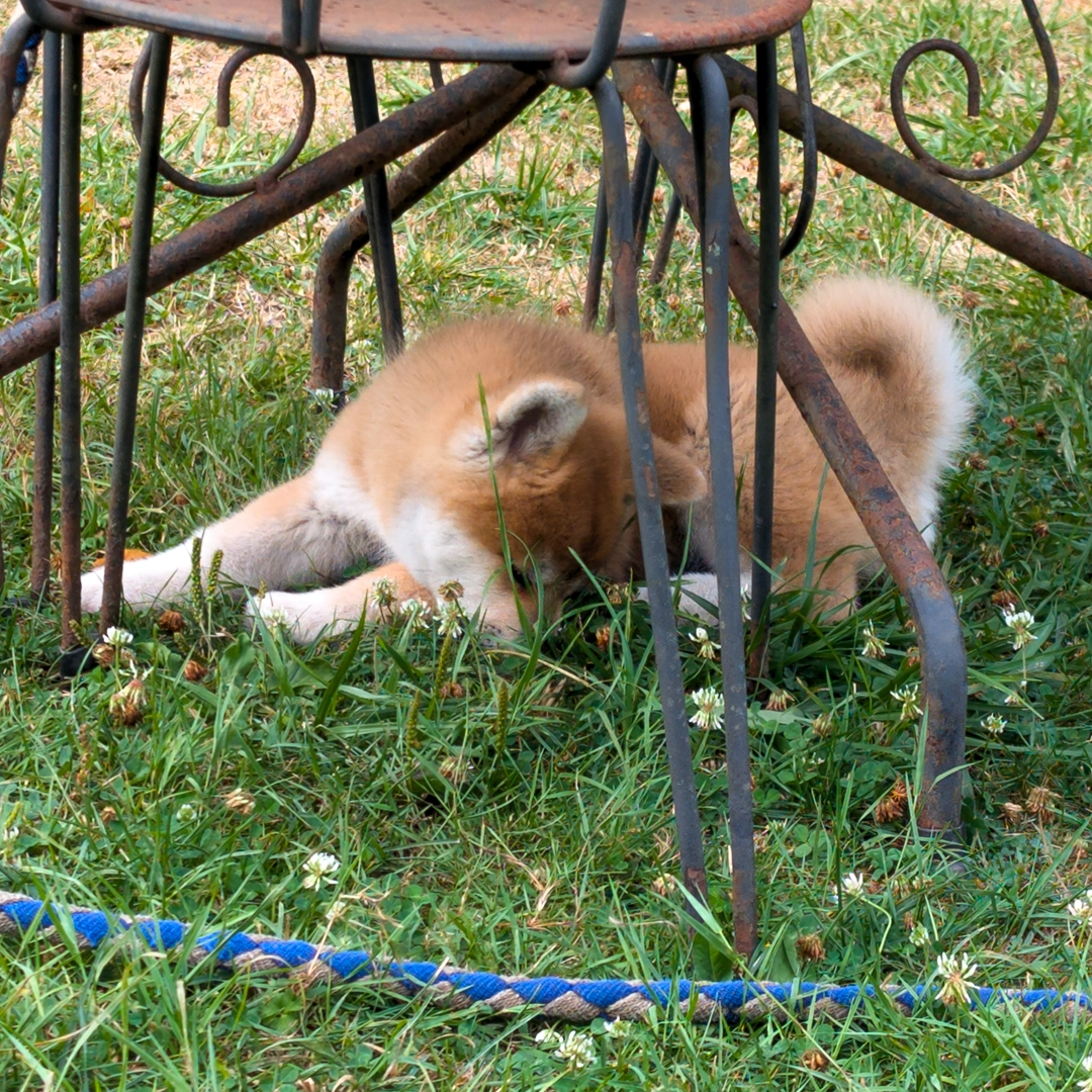 Chiot akita inu roux - akita imperial