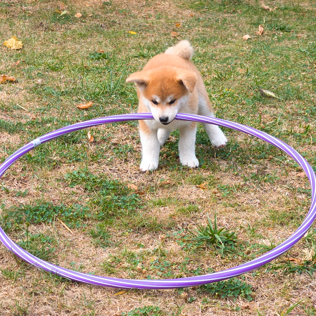 Chiot akita inu roux - akita imperial