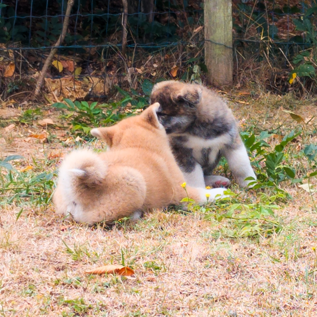 Chiot akita inu roux et bringé roux - akita imperial