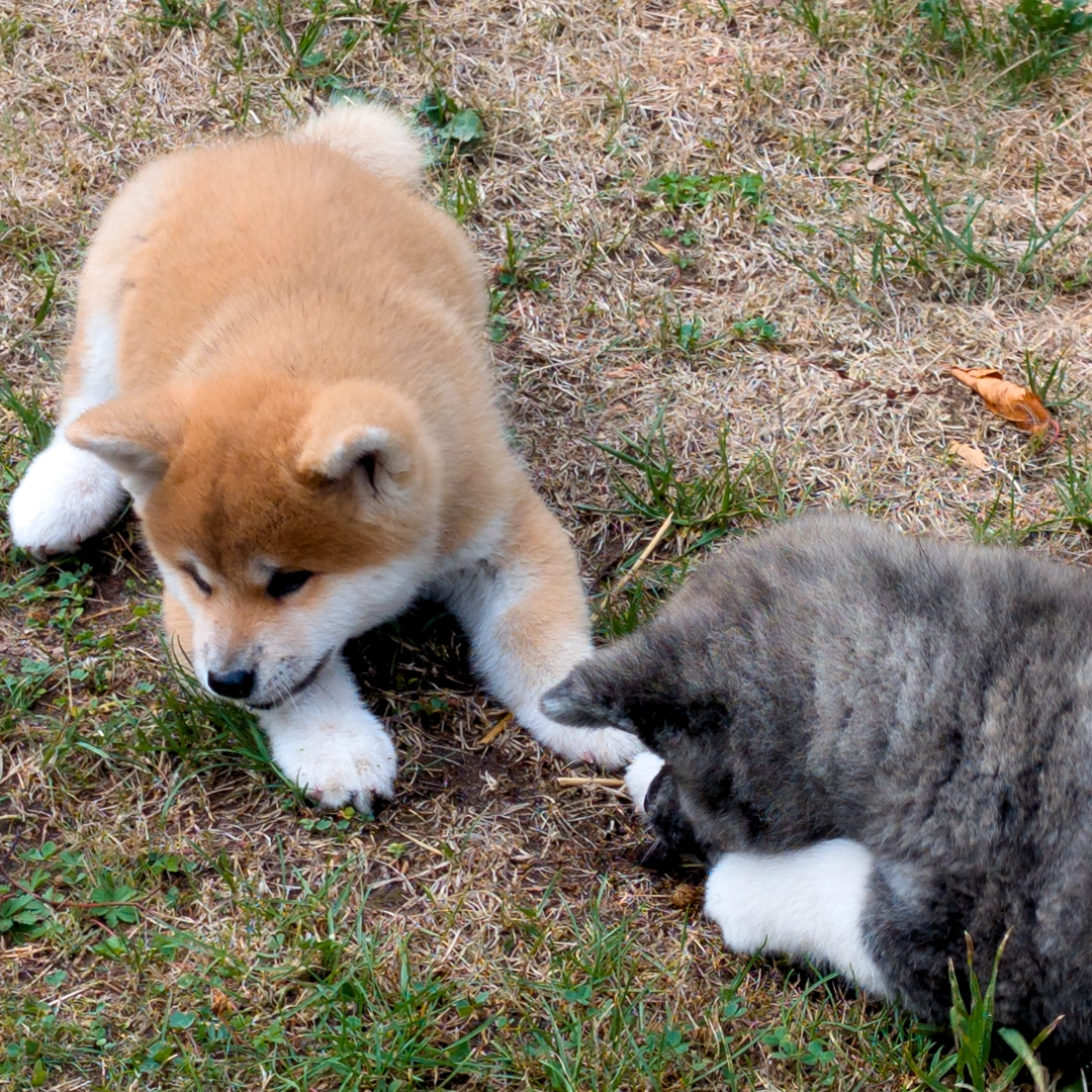 Chiot akita inu de huit semaines roux et bringé bleu