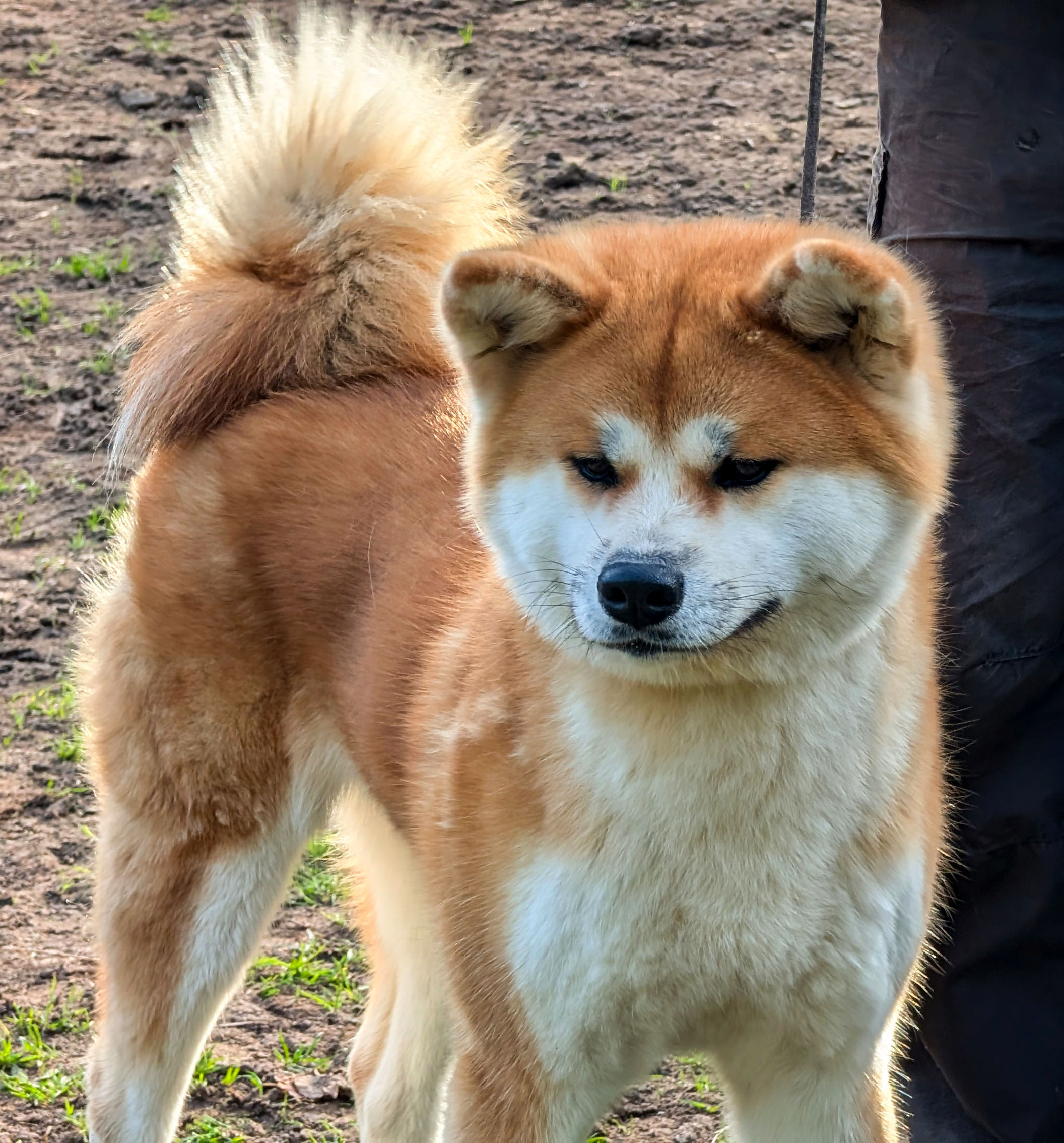 Jeune Akita Inu Rousse en postion d'exposition