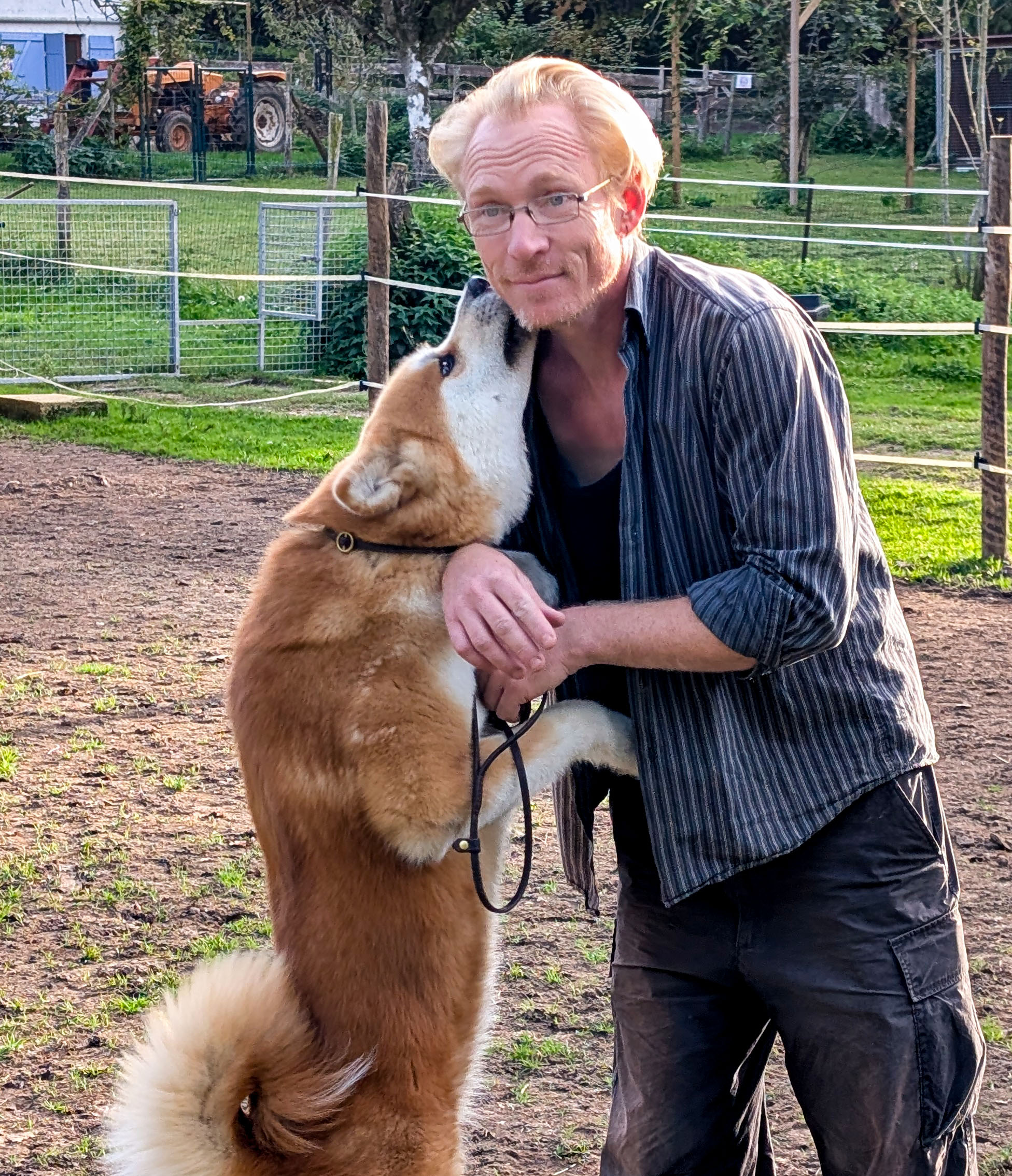Jeune Akita Inu rouse qui fait un bisou à son éleveur