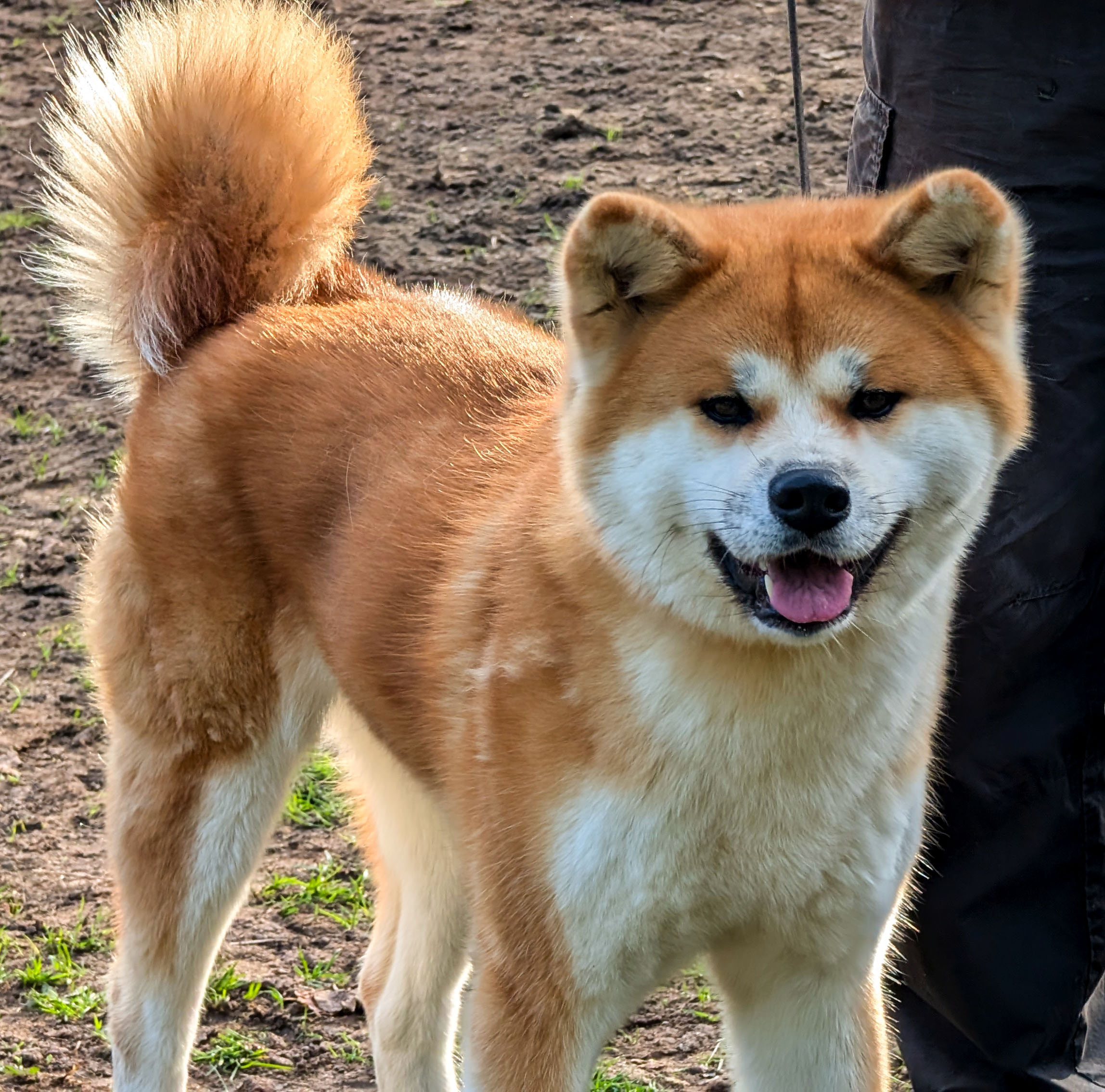 Jeune akita inu rousse en mode détente: queue basse et gueule ouverte