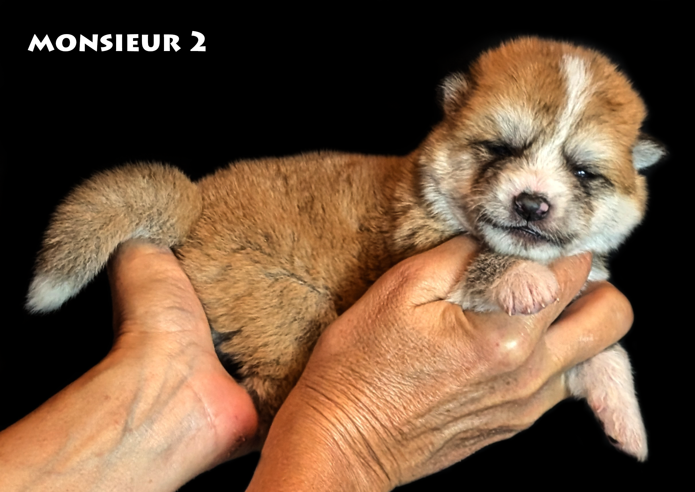 Chiot akita inu mâle roux âgé de deux semaines - Akita-imperial