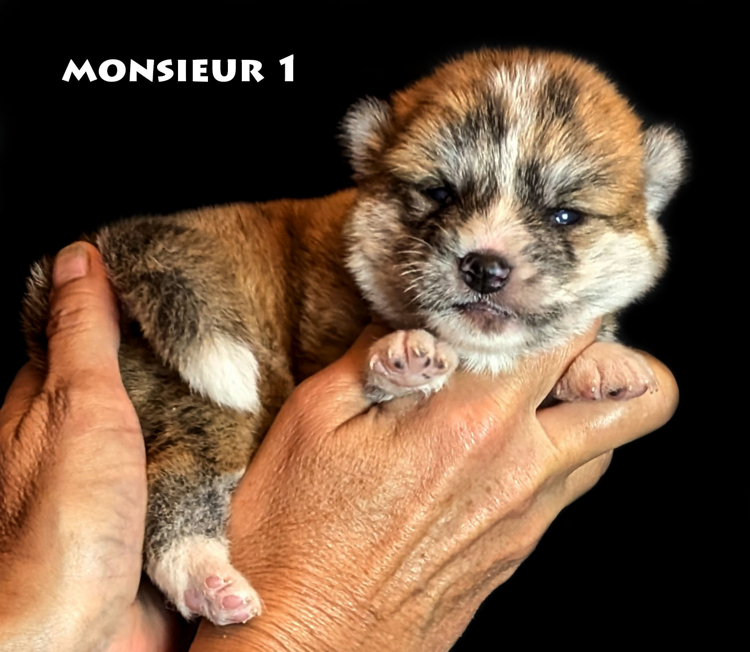 Chiot Akita inu mâle Bringé roux âgé de deux semaines - Akita-imperial