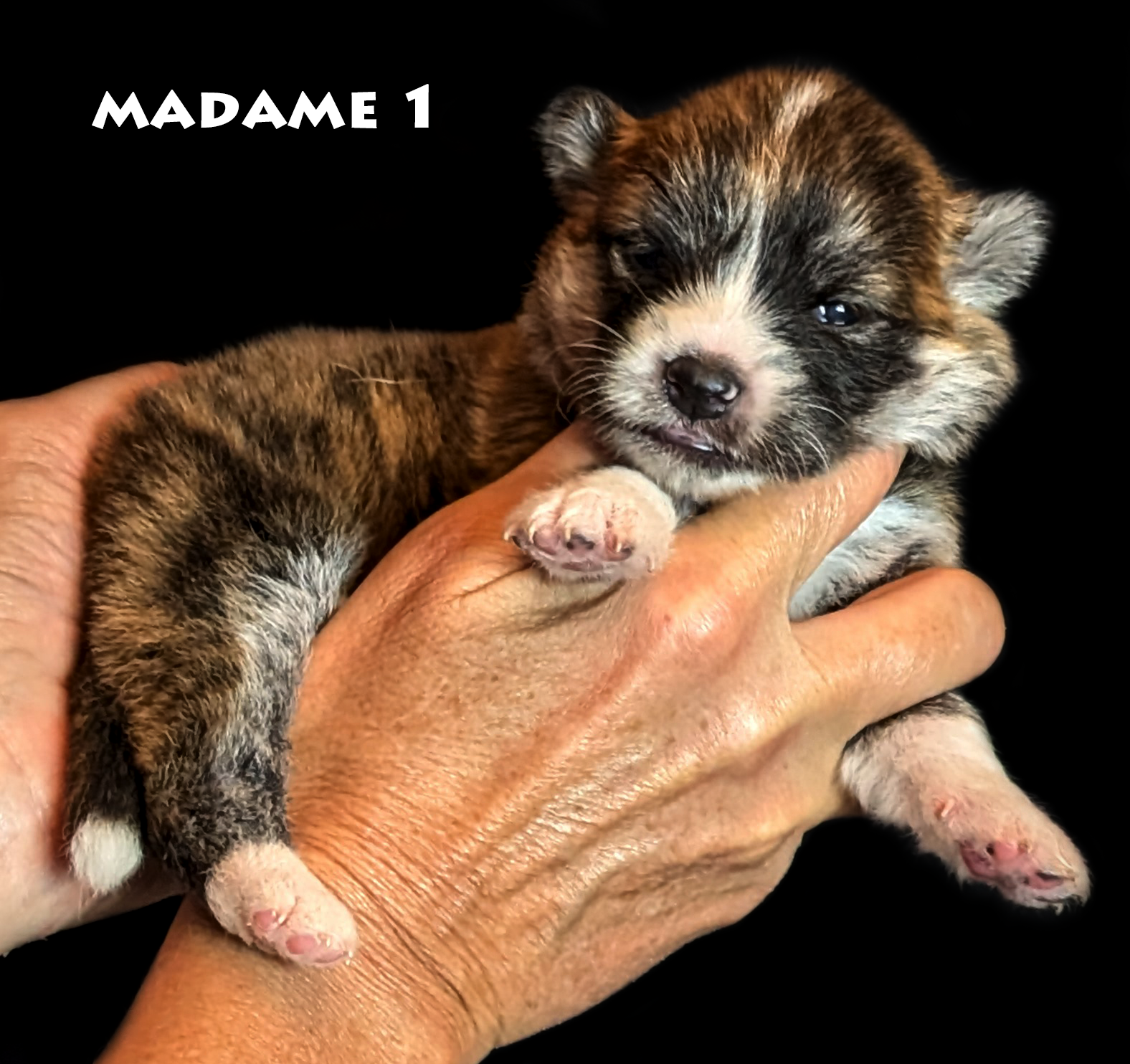 Femelle akita inu bringée rousse poil long âgée de deux semaines - Akita-imperial