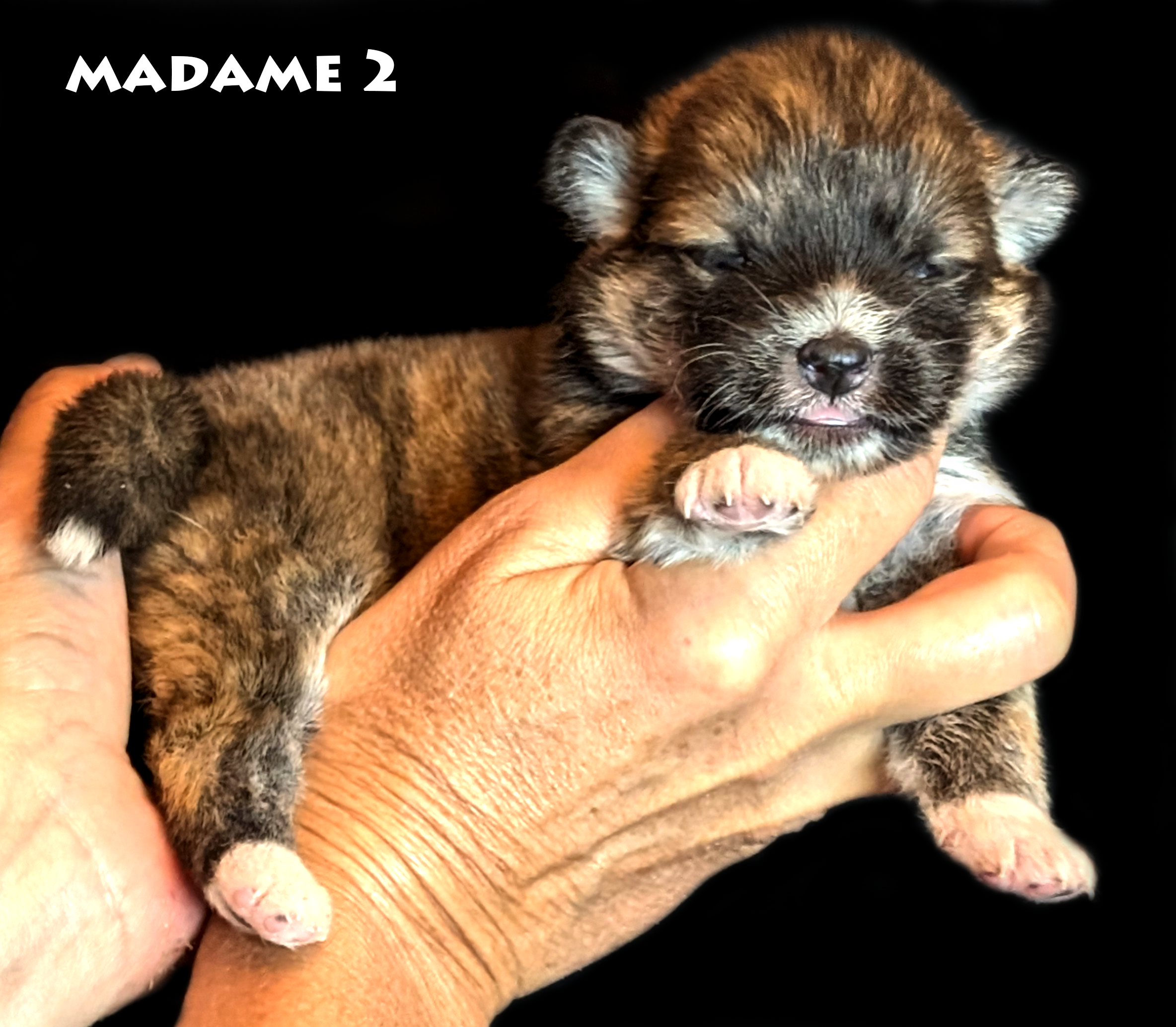Femelle akita inu bringée rousse poil long âgée de deux semaines - Akita-imperial