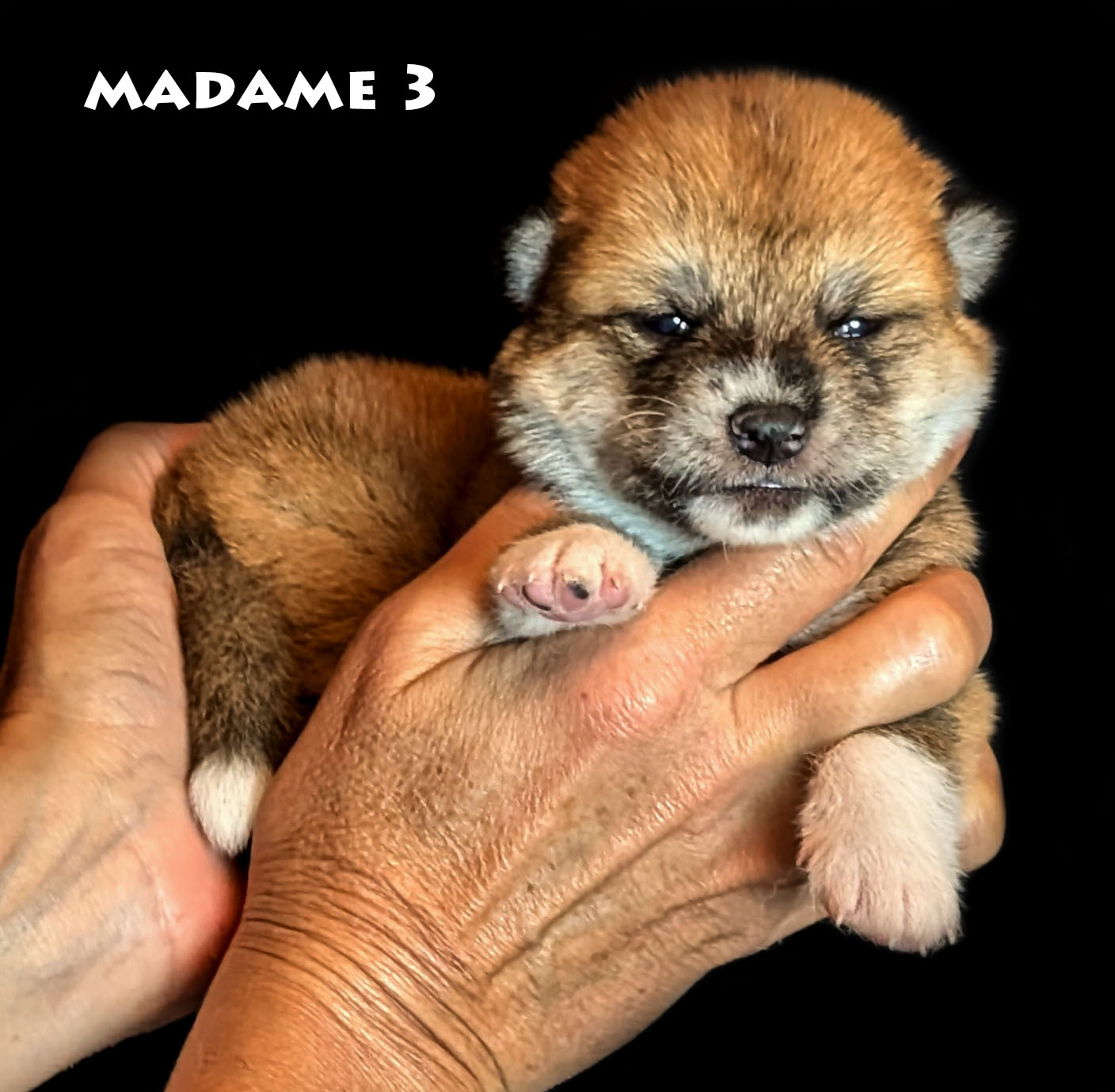 femelle akita-inu rousse âgée de deux semaines - Akita-imperial