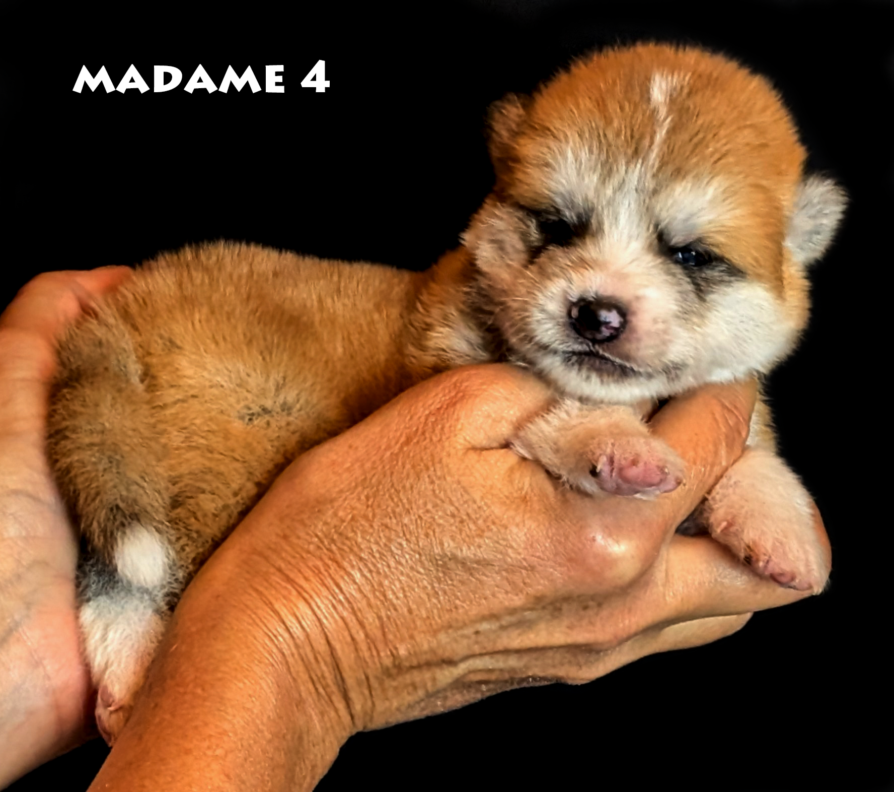 Femelle akita inu rouse âgée de deux semaines - akita-imperial.com