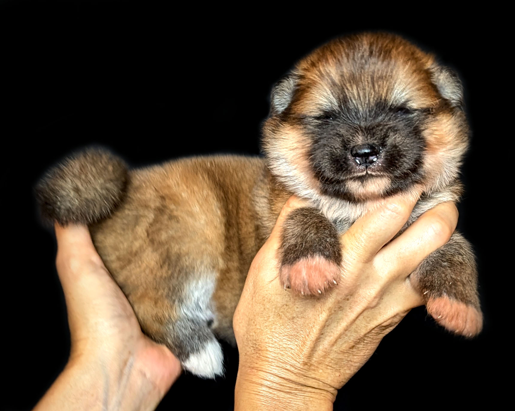 Chiot Akita Inu roux à poil long à l'âge de deux semaines