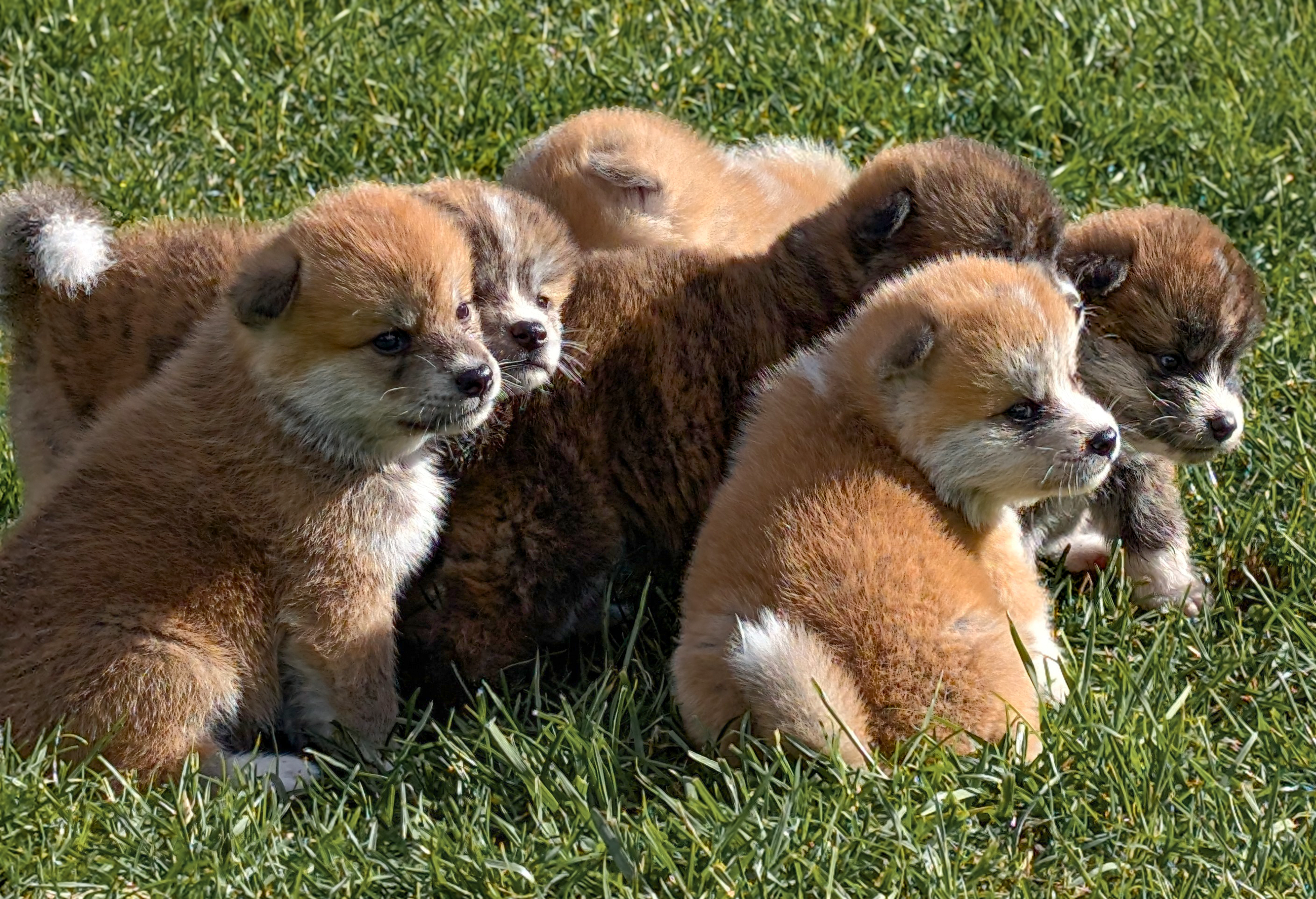 Portée de chiots akita inu roux et bringés en plein air