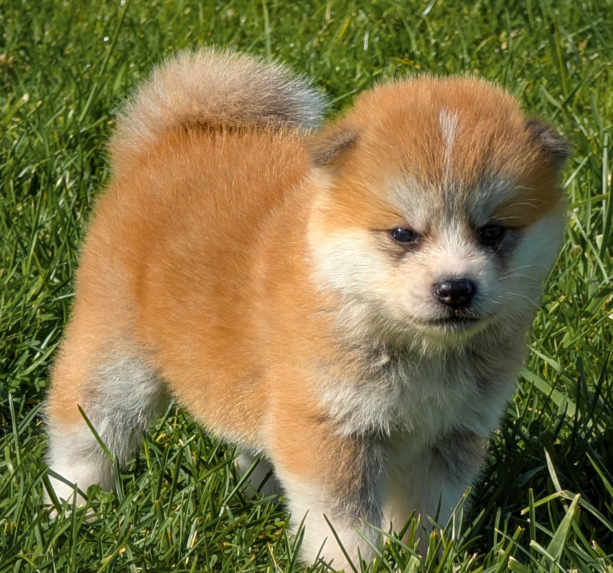 Chiot akita inu roux en pleine nature